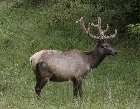 This majestic North American Elk is surprisingly fast, but that is not an excuse to speed