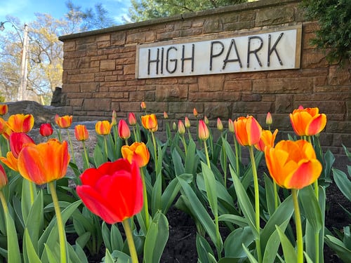 orange tulips in front of the High Park sign.