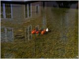 Koi Pond