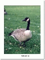 goose2.jpg