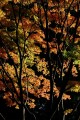 autumn 1.jpg