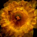fountainflower~1.jpg