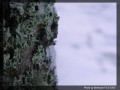 BBY Mt Snow & tree.jpg