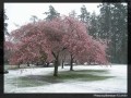 Cherry & snow.jpg
