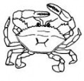crab01.jpg