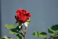 IMG_8371.jpg