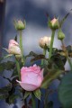 IMG_8375.jpg