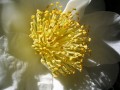 DSCN4450.jpg