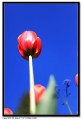 Tulip.jpg
