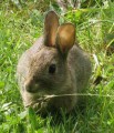 20040806-rabbit~0.jpg