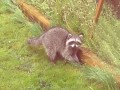 raccoon.JPG
