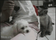 456a5141.gif