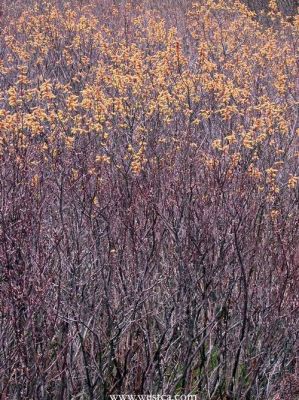 ��һ�¹ۿ�����ͼƬ
 ============== 
��֦��
��������BOWEN ISLAND
�ؼ���: ����   ��    BOWEN ISLAND